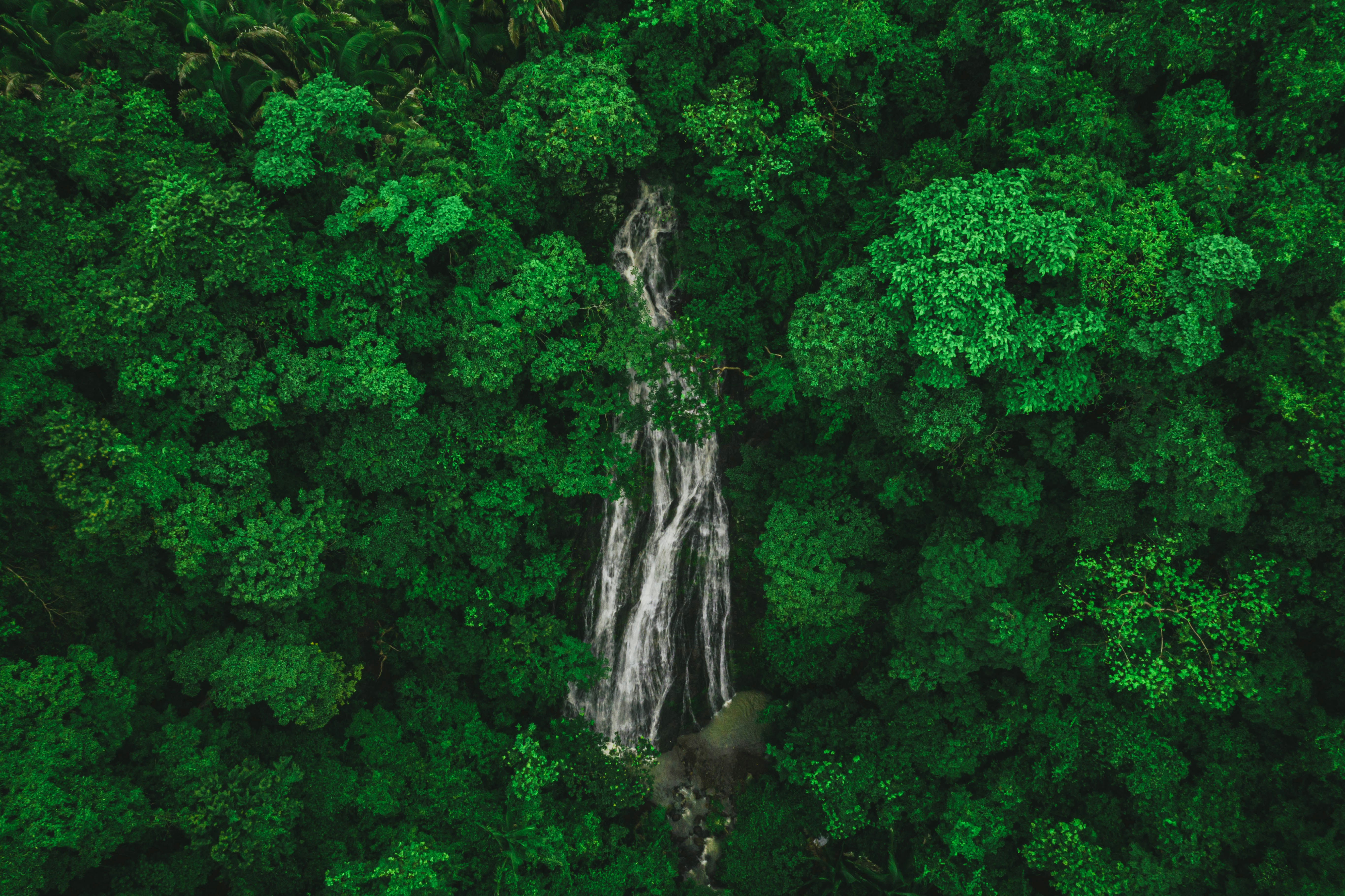 National Forest Carbon Inventory